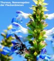 Details von Thyreus ist der Namensgeber der Fleckenbienen Thumb