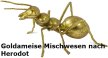 Details von Goldameise Mischwesen Thumb