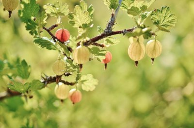 Stachelbeeren einkochen - Mediteran mit Rosmarin und Pinienkernen