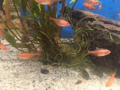 Der Blutsalmler  Temperament und Farbenpracht