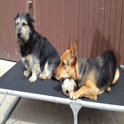 Hundespiele - Warum sind Spiele wichtig? Der Pfoten Freund