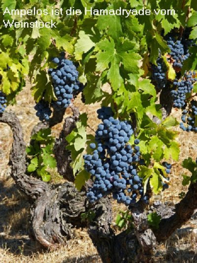 Ampelos ist in der griechischen Mythologie die Hamadryade vom Weinstock