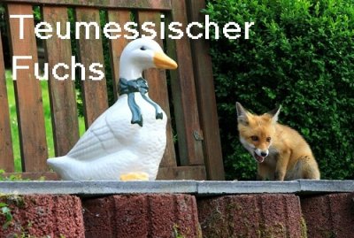 Teumessischer Fuchs: Menschenfresser Ungeheuer